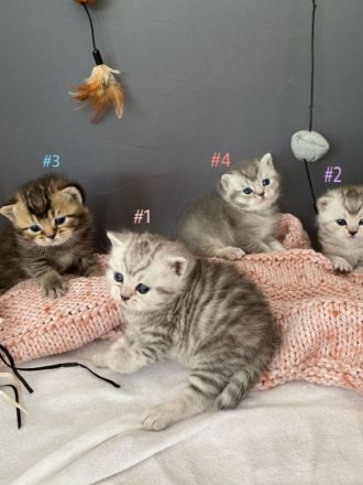 An alle Katzenliebhaber ♥️ Meine Katze (reinrassige BKH