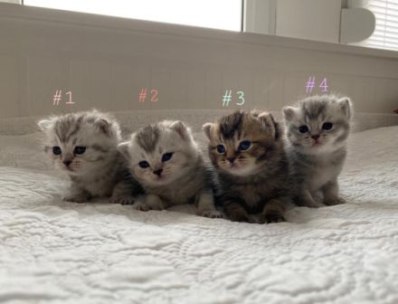 An alle Katzenliebhaber ♥️ Meine Katze (reinrassige BKH