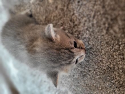 4 Mädchen abzugeben frühestens mit 12 Wochen. Bei der