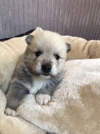 POMSKY-Welpen Unsere süße Nova (F1 pomsky - von der