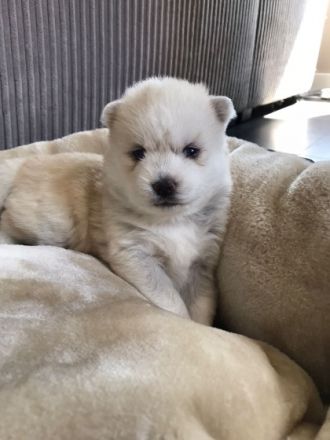 POMSKY-Welpen Unsere süße Nova (F1 pomsky - von der