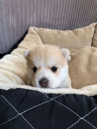 POMSKY-Welpen Unsere süße Nova (F1 pomsky - von der