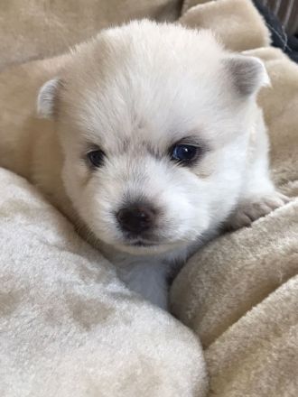 POMSKY-Welpen Unsere süße Nova (F1 pomsky - von der