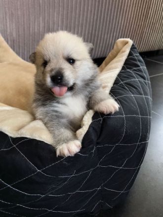 POMSKY-Welpen Unsere süße Nova (F1 pomsky - von der