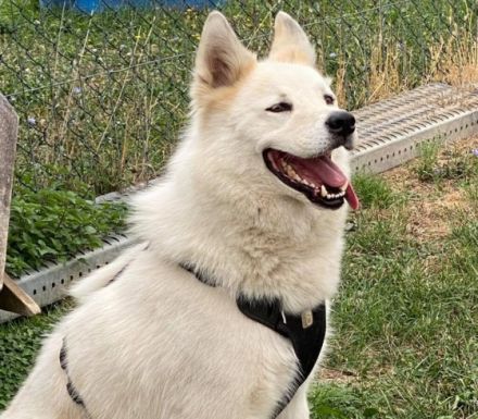 Für Arko suchen wir die Nadel im Heuhaufen!