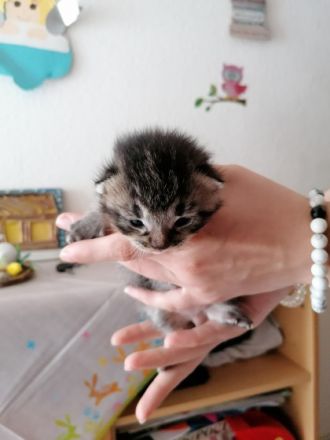 Der kleine Kater sucht noch ein schönes Zuhause. Seine