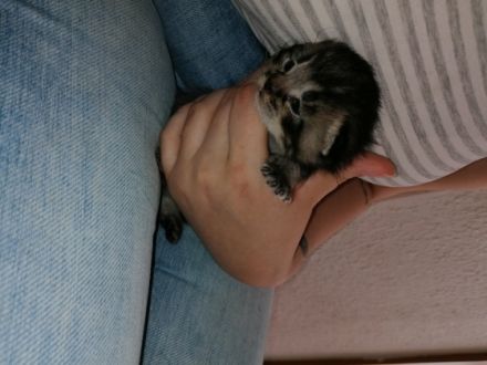 Der kleine Kater sucht noch ein schönes Zuhause. Seine