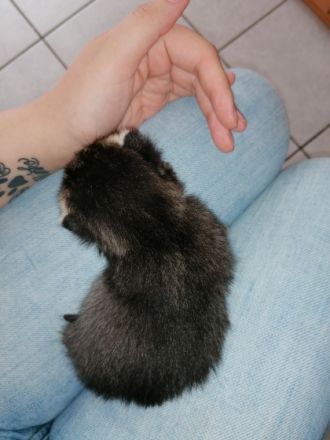 Der kleine Kater sucht noch ein schönes Zuhause. Seine