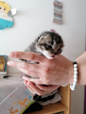 Der kleine Kater sucht noch ein schönes Zuhause. Seine