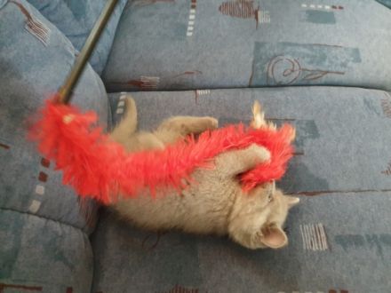 Am 22.02. sind diese 5 wunderschönen kleinen Bkh Kitten