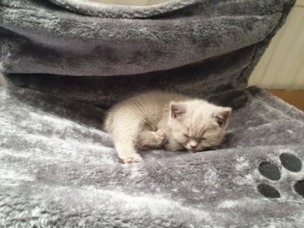 Am 22.02. sind diese 5 wunderschönen kleinen Bkh Kitten