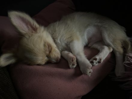 Hallo wir haben noch einen Rüden 15 Wochen abzugeben.