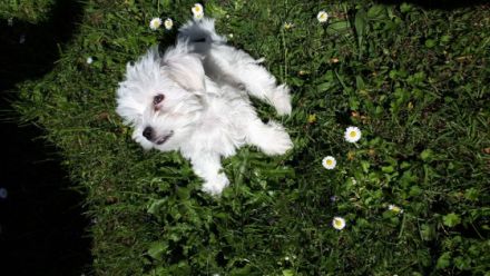 Süßer kleiner Bichon frise Welpe ist nun 12 Wochen alt