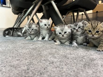 Liebe Katzenliebhaber, meine liebe Shirin hat am 23.03