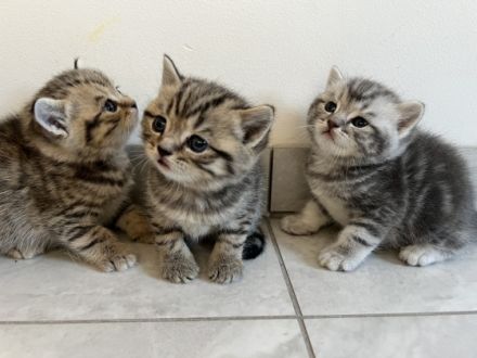 Liebe Katzenliebhaber, meine liebe Shirin hat am 23.03