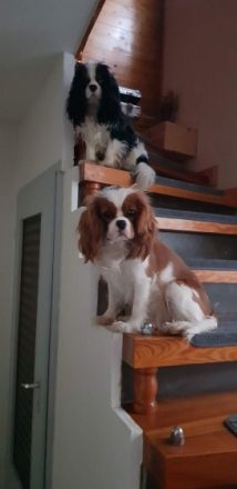 Wir suchen ein liebevolles zuhause für unser Fellknäuel