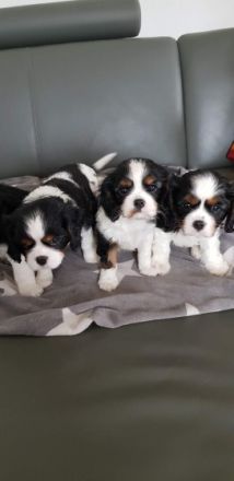 Wir suchen ein liebevolles zuhause für unser Fellknäuel