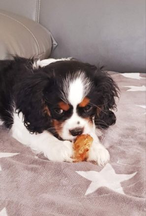 Wir suchen ein liebevolles zuhause für unser Fellknäuel