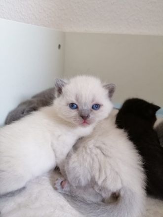 Unsere Liebe Katze hat zum ersten Mal am 21.03.2022