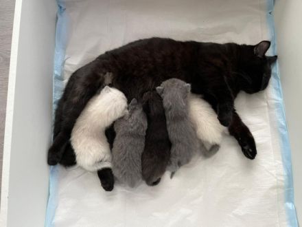 Unsere Liebe Katze hat zum ersten Mal am 21.03.2022