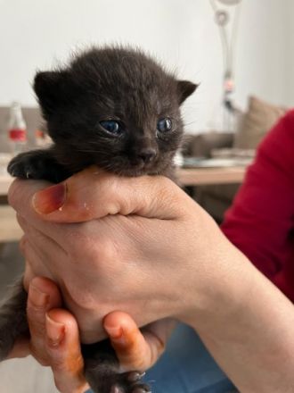 Unsere Liebe Katze hat zum ersten Mal am 21.03.2022