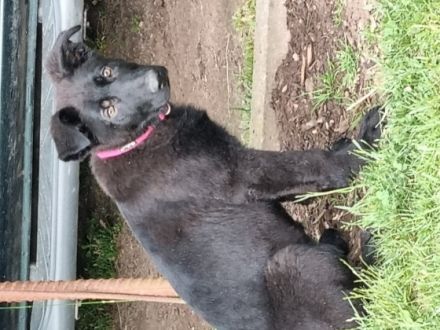 Wunderschöne schwarze Hunde Welpe Weiblich sucht ab