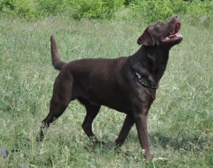 Buddy - Bandit A True Soul