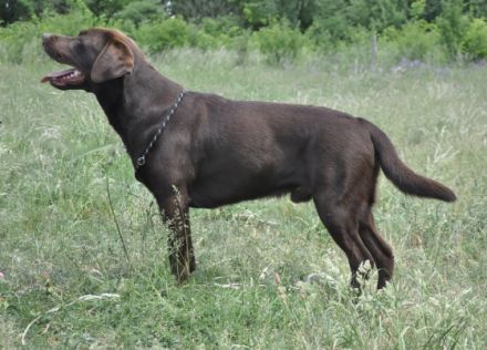 Buddy - Bandit A True Soul