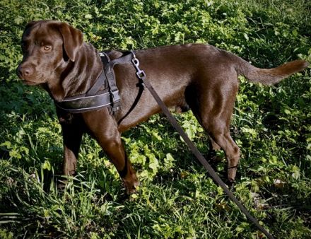 Buddy - Bandit A True Soul