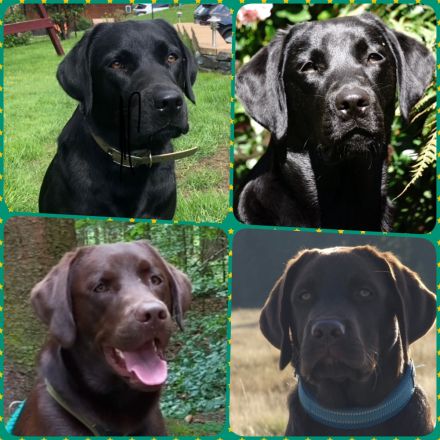 Buddy - Bandit A True Soul