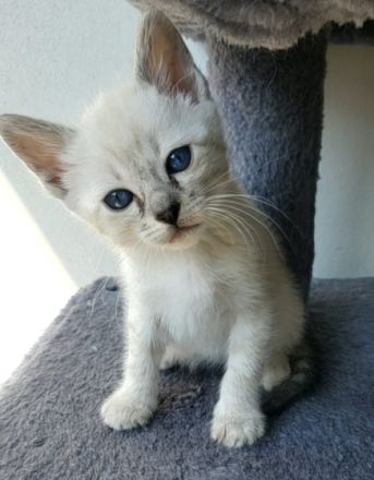 Am 10.03.2022 haben wir 5 wunderschöne Babys bekommen.