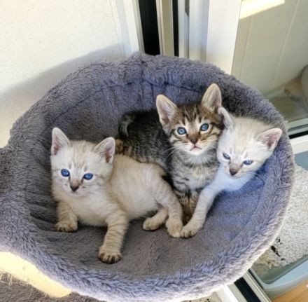 Am 10.03.2022 haben wir 5 wunderschöne Babys bekommen.