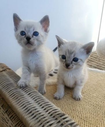 Am 10.03.2022 haben wir 5 wunderschöne Babys bekommen.