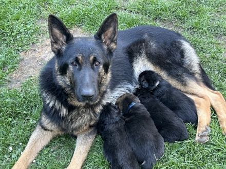 Hallo zusammen meine Hündin hat am 20.3.2022 zehn