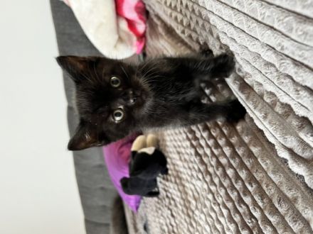 Hallo zusammen, unsere Kitten sind am 15.03.2022 in ein