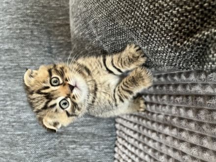 Hallo zusammen, unsere Kitten sind am 15.03.2022 in ein