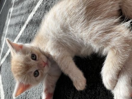 Hallo zusammen, unsere Kitten sind am 15.03.2022 in ein