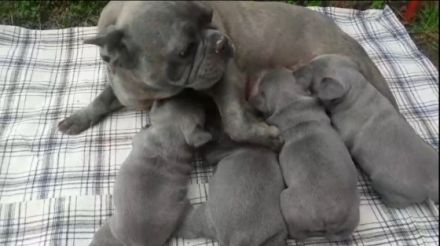 Unsere Hündin Amy am 31.01.2021 ist zum ersten Mal Mama