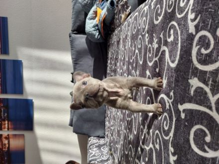 Unsere Hündin Amy am 31.01.2021 ist zum ersten Mal Mama