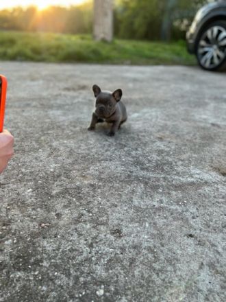 Unsere Hündin Amy am 31.01.2021 ist zum ersten Mal Mama