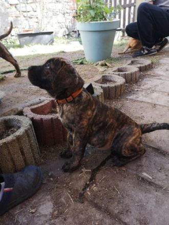 Die Boerboel-Welpen sind am 12.02.2022 geboren und