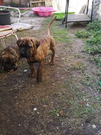 Die Boerboel-Welpen sind am 12.02.2022 geboren und