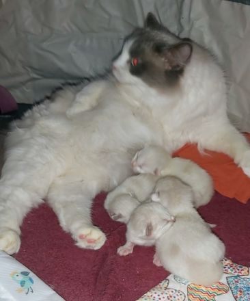 Verkaufe 4 reinrassige Ragdoll- Kätzchen aus