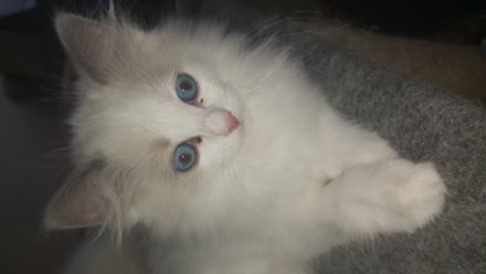 Verkaufe 4 reinrassige Ragdoll- Kätzchen aus