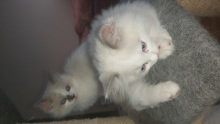 Verkaufe 4 reinrassige Ragdoll- Kätzchen aus