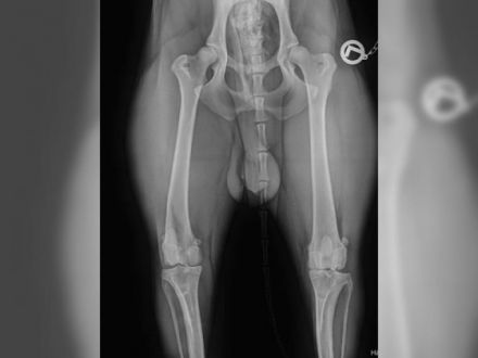 Liebe Hundefreunde, ist noch ein reinrassiger Magyar