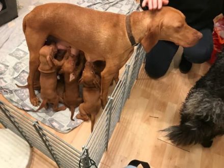 Liebe Hundefreunde, ist noch ein reinrassiger Magyar