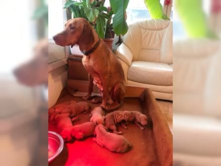 Liebe Hundefreunde, ist noch ein reinrassiger Magyar