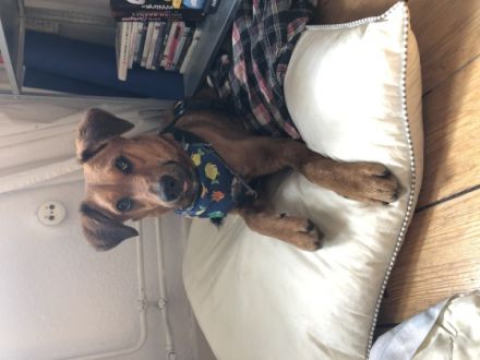 Allen Ginsberg, Der süße Allen ist ein hübscher