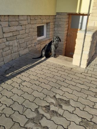 Liebe schwarze Riesenschnauzer Hündin 7Monate alt in